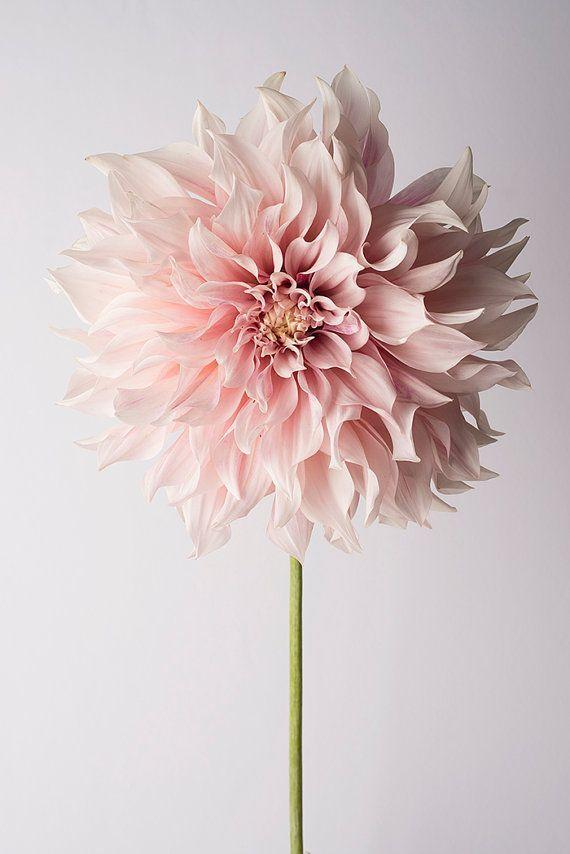 Garden Whimsy: A Blooms Odyssey