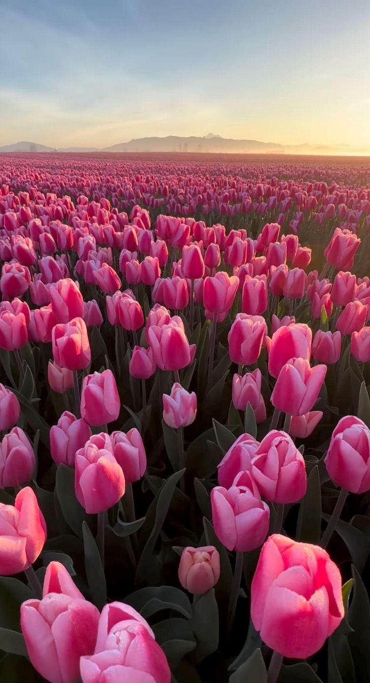 Enchanted Twilight Floral Symphony